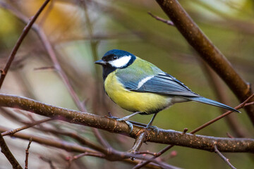 bird watching, great tit looking for food