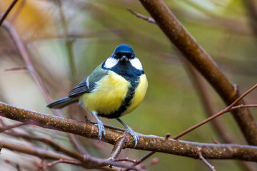great tit looking for food