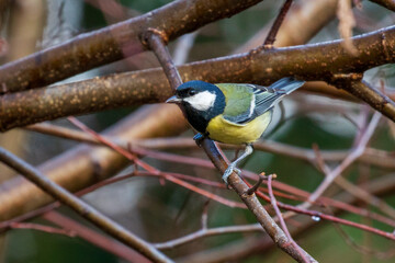 bird watching, great tit looking for food