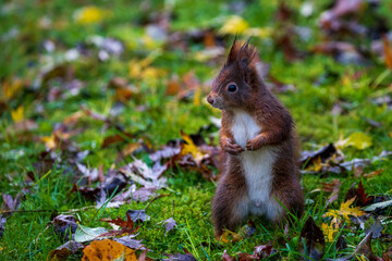 feeding squirrels in a park with hazelnuts