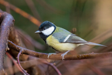 great tit looking for food