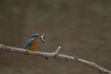 Fototapeta premium eisvogel, wild lebende tiere, bird, natur, tier, blau,