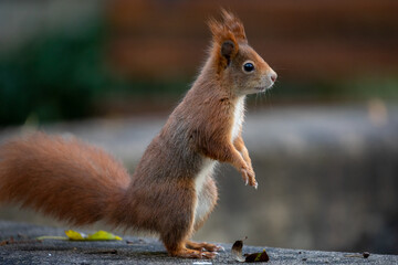 Naklejka na ściany i meble feeding squirrels in a park with hazelnuts