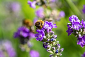 Bee pollinating on a purple flower plant in the garden