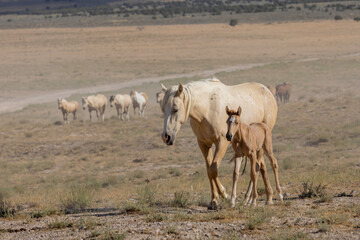 Naklejka na ściany i meble Wild Horse Mare and Foal in Summer in the Utah Desert