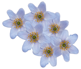 six pâquerettes sur fond transparent 