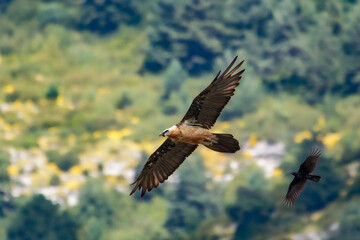lammergeier and raven