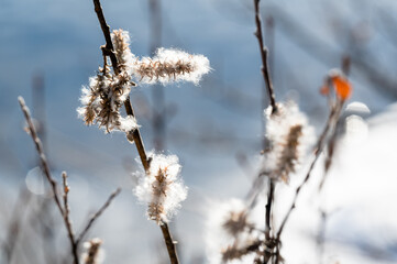 Willow seeds on shrub in winter