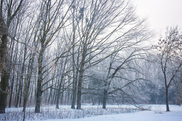 Fototapeta na wymiar Frosty morning forest in winter