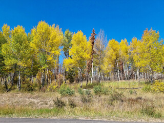 Gold colored aspen trees during autumn on hillside in the Colorado mountains 