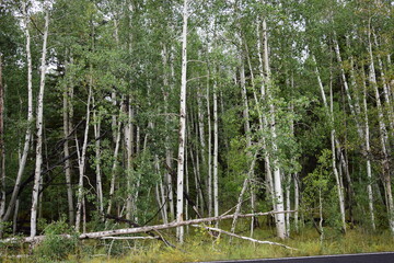 Obraz premium Horizontal landscape of green and gold aspen trees in autumn in Colorado mountains