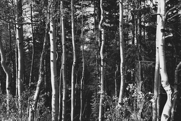 Black and white image of a group of aspen trees in mountain forest in Colorado
