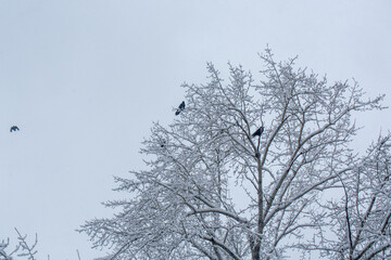 Fototapeta na wymiar Ravens sits on the top of beautiful tree in the frost in winter, selected focus.