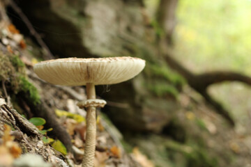 mushroom in the forest