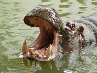 Hippopotamus with mouth wide open in the water