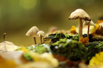 mushrooms on a tree