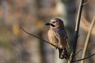 Jay. A bird sitting on a branch. Autumn landscape.