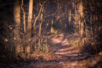 Obraz premium Forest Road. Autumn landscape. Autumn in the forest.