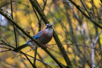 jay bird feeding and watching