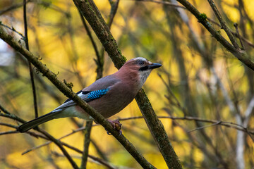 jay bird feeding and watching