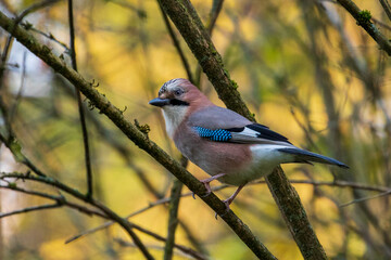 jay bird feeding and watching