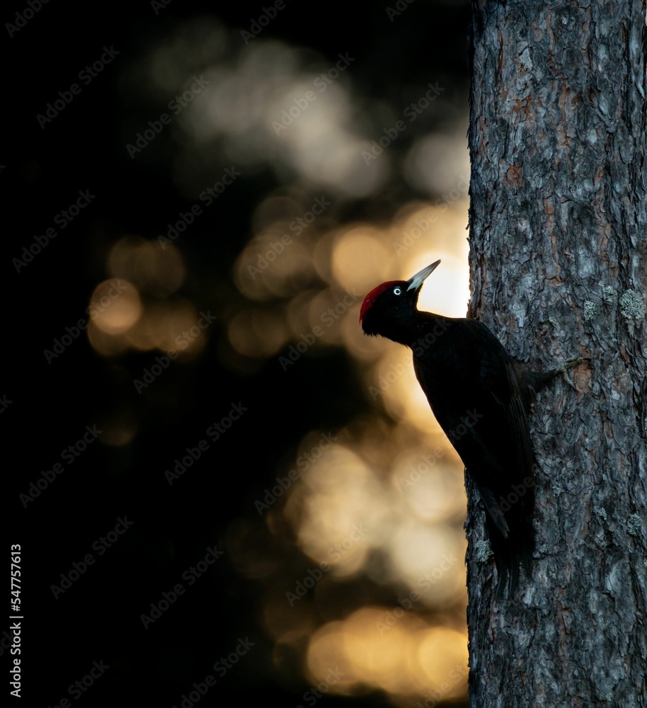 Wall mural closeup shot of a black woodpecker