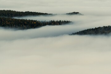 Aerial foggy view of a forest covered with fog