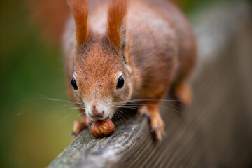 squirrel in a park collecting food