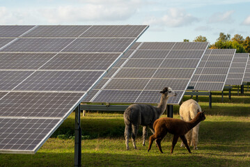 Animals grazing between solar panels, generation of renewable photovoltaic energy combined with...