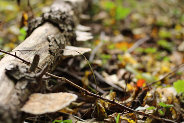 mushrooms on the tree