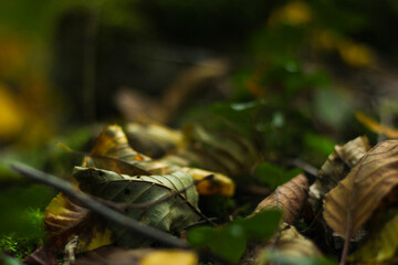leaf