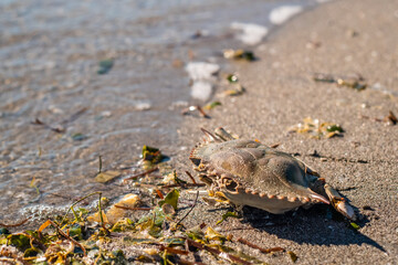 Remains of the body of a dead crab on the beach. Atlantic blue crab. Crab body in the sand with...