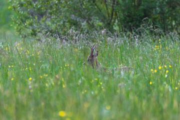 Lors d’une petite promenade au marais , il y avait ce beau chevreuil, peur de rien, il me regarder et continué sa vie