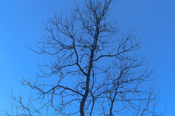 Fototapeta na wymiar Tree silhouette on hazed blue sky background. Abstract network background