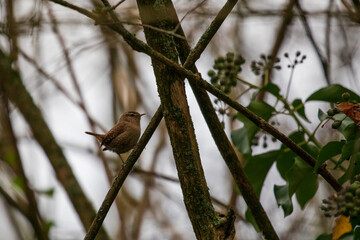 wren sitting on a twig