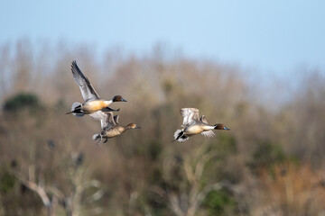 Canard (ducks)