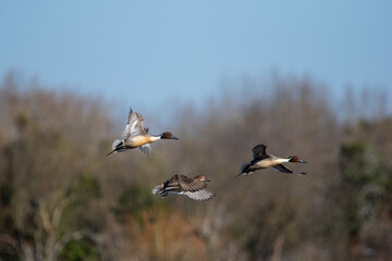 Canard (ducks)