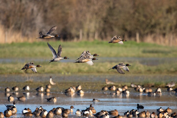 Canard (ducks)