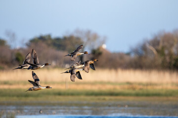 Canard (ducks)