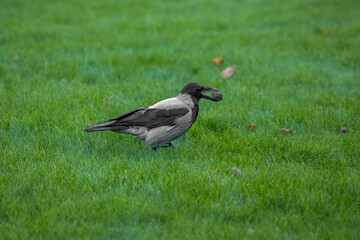 Obraz premium A crow in the park. Bird feeding. A small bird. A crow is looking for food. Big beak.