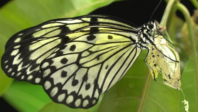 Black and white butterfly sitting on leaf.