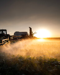 Tractor spraying vegetable field in sunset.