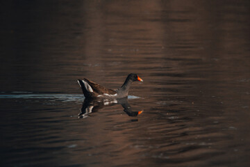 Oiseaux