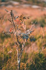 Small tree with some fruits during autumn in Norway