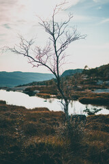 Tree without leafs on top of a mountain during autumn in Norway