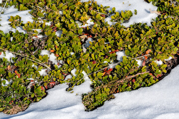 Bearberry plant surrounded by snow in winter