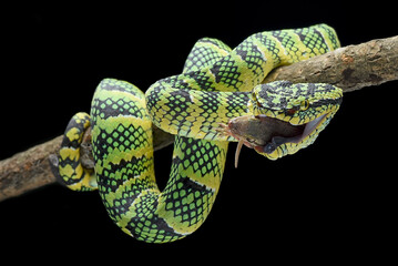Wagler pit viper eating a lizard