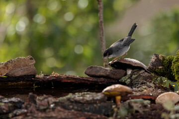 Sardinian warbler (Sylvia melanocephala).