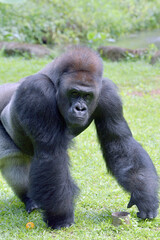 Obraz premium The gentle giant, Lowland silverback gorilla 