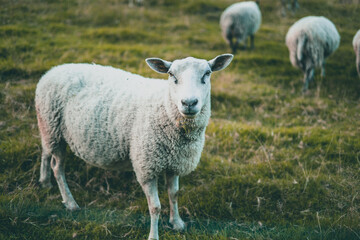 Obraz na płótnie Canvas Curious sheep isolated on a farm in Norway